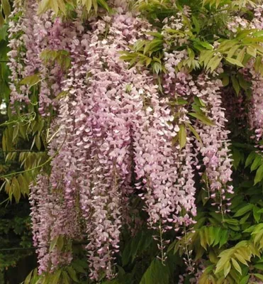Produktbild von Blauregen ´HONBENII´ 70-80 cm, Cont. 2 l, Pflanze mit Rankhilfen