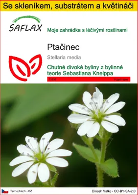Obrázek produktu pro SAFLAX Kultivační sada - Ptačinec - Stellaria media - 1000 Semena - S mini skleníkem, pěstebním substrátem a 2 květináči