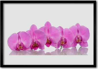 Produktbild von Bild 70x50 MDF-Rahmen Wandkunst Rosa Orchideen-Blumen