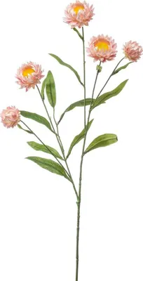 Produktbild von artplants.de Kunst Zweig Strohblume SNAVIK, rosa, 70cm - Deko Blumenzweig