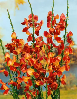 Produktbild von Cytisus scoparius 'Fulgens', Besenginster, leuchtend rot, 60–80 cm
