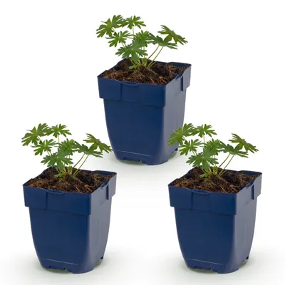 Zdjęcie produktu dla Geranium sang. Zestaw – Żurawka – Roślina okrywowa – Biała – 3 sztuki - 15-25cm - Ø11cm - Roślina ogrodowa