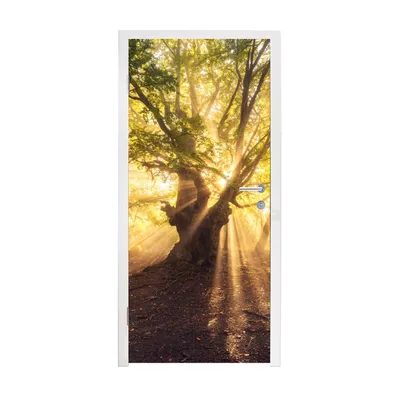 Obrázek produktu pro MuchoWow® Plakát na dveře - Strom - les - slunce - 235x95 cm - Samolepicí fólie na dveře