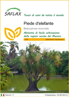 Immagine prodotto di SAFLAX  - Piede d'elefante - 10 semi - Beaucarnea