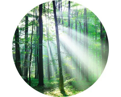 Produktbild von Glasbild Forest Harmony III Ø 50 cm