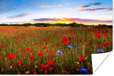Produktbild von MuchoWow® Poster Blumen - Sonnenuntergang - Farben 60x40 cm - Schlafzimmerdekoration