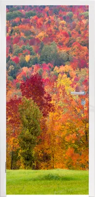 Produktbild von MuchoWow® Türtapete Selbstklebende Türfolie Bäume - Orange - Rot 95x235 cm Türposter Türaufkleber Klebefolie Türklebefolie - XXL-Poster - Türtapeten - Türplakaten