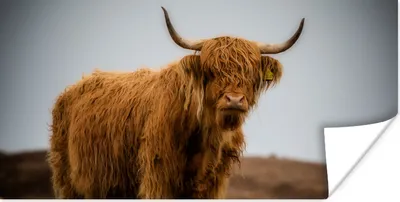 Produktbild von MuchoWow® Poster Schottischer Highlander - Düne - Gras 40x20 cm - Poster für die Wand - Poster Schlafzimmer