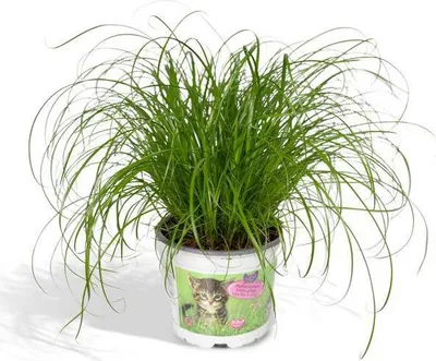 Produktbild von Katzengras Cyperus alternifolius Ø12cm x H20cm Wechselblättriges Zyperngras als