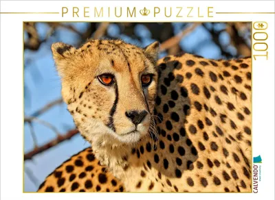 Produktbild von CALVENDO Puzzle Gepardenporträt | 1000 Teile Lege-Größe 64x48cm Foto-Puzzle für glückliche Stunden