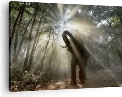 Produktbild von Bild auf Leinwand - Leinwandbild - Elefant Dschungel  - 70x50cm - Wand Bild - Wanddeko - Wandbilder - Leinwanddruck - Bilder - Kunstdruck - Wanddekoration - Leinwand bilder - Wandkunst - AA70x50-3835