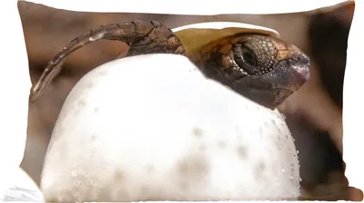 Produktbild von MuchoWow® Zierkissen Sofakissen Wohnzimmer Dekokissen 50x30 cm Schildkröte - Baby - Ei - Wohnzimmerdekoration - Polster mit Photo