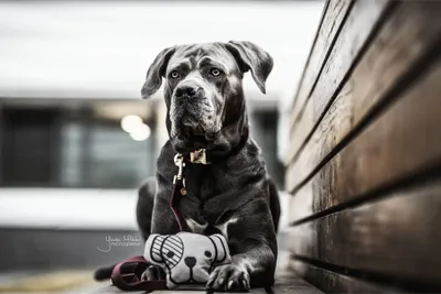 Produktbild von Kentucky Dogwear Dog Head Hundespielzeug