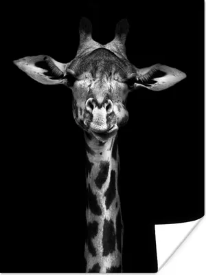 Produktbild von MuchoWow® Poster Giraffe - Porträt - Tiere - Schwarz - Weiß 90x120 cm - Wohnzimmer