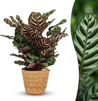 Produktbild von Green boutiQ - Zimmerpflanze - Pfauen-Korbmarante - Calathea Makoyana - Grün - Pflegeleicht - 1 Pflanze - mit Korb - Topf 19cm - Höhe 70cm