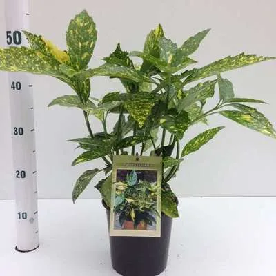 Immagine prodotto di Aucuba jap. 'Crotonifolia' - Aucubio giapponese contenitore da 30- 40 cm