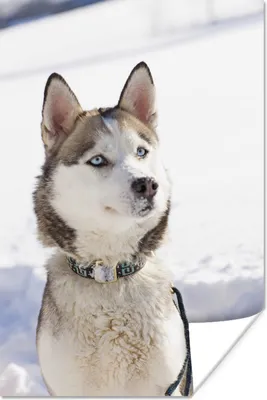 Produktbild von MuchoWow® Poster Sibirischer Husky im Schnee 80x120 cm - Papierdruck
