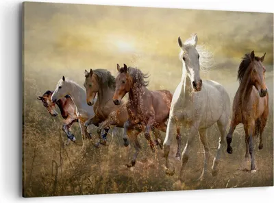 Produktbild von Bild auf Leinwand - Leinwandbild - Pferd Tier Natur - 120x80cm - Wand Bild - Wanddeko - Wandbilder - Leinwanddruck - Bilder - Kunstdruck - Wanddekoration - Leinwand bilder - Wandkunst - AA120x80-3640