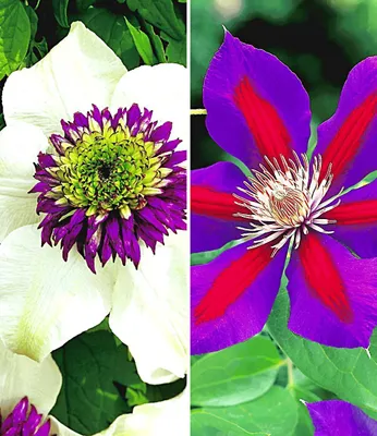 Produktbild von BALDUR Garten 2er Waldreben Raritäten-Sortiment, Pflanzen im Topf, je 1 Pflanze 'Florida Sieboldii' & 'Etoile de Malicorne', winterhart, Klematis, mehrjährig, Kletterpflanzen, bienenfreundlich