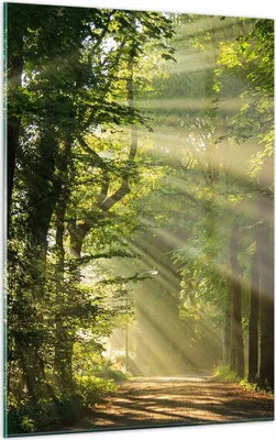 Produktbild von Bilder auf glas - Einteilig - Wald Baum Natur - 50x70cm - Glasbilder - Wandbilder - Bilder - zum Aufhängen bereit - Wanddekoration aus Glas - Glas Bilder - Wandbild auf Glas - GPA50x70-3661