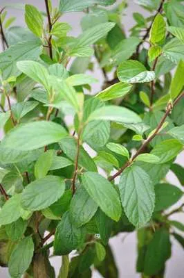 Obrázek produktu pro Ceanothus del. 'Henri defosse' - Pytlovitá květina 40- 50 cm nádoba