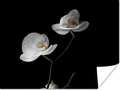 Produktbild von MuchoWow® Poster Orchidee - Blumen - Schwarz - Weiß - Stilleben 120x90 cm - Wandbild