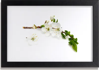 Produktbild von Bild 30x20 MDF-Rahmen Wandkunst Ast Blume Natur Pflanze