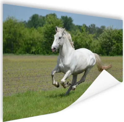 Produktbild von MuchoWow® Poster Pferde - Natur - Weiß 120x80 cm - Bilder