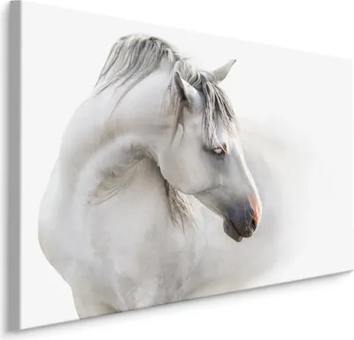 Produktbild von Fabelhafte Canvas LEINWAND BILDER 100x70 cm XXL Kunstdruck Tiere Pferd Wild Abstrakt
