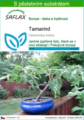 Obrázek produktu pro SAFLAX - tamarind - Tamarindus indica - 4 Semena - S pěstebním substrátem bez klíčků
