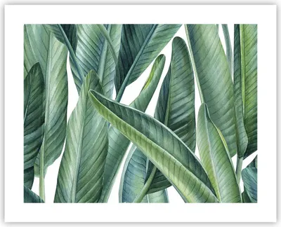 Produktbild von Poster - Poster ohne Rahmen - Exotisch Blätter Grün - 50x40 cm - Wand Bild - Wanddeko - Wandbilder - Kunstposter - Wandposter - Bilder - Kunstdruck - Wanddekoration - Wandbild - P2XAA50x40-4258