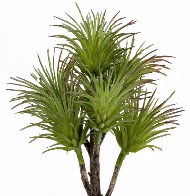 Produktbild von künstlicher Kaktuszweig, Sukkulente H. 20cm grün Formano Kunstblumen F25