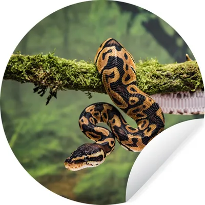 Produktbild von MuchoWow® Runde Wandtattoo - Wandsticker Tapete Aufkleber Schlange - Zweig - Regenwald Ø 30 cm Selbstklebend und Repositionierbar - Wandaufkleber - Kreis - Wandbild - Fototapete - Selbstklebend - Dekoration - Wandschmuck - Schlafzimmer