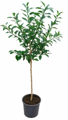 Produktbild von Yuzu Zitrone Citrus junos XXL 130–160 cm Japanische Zitrone winterhart Zitruspflanze im Topf Duftpflanze Kübelpflanze