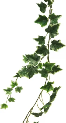 Produktbild von artplants.de Dekogirlande Efeu LANSHUO, grün-weiß, 180 cm - Deko Pflanzen Girlande
