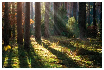 Produktbild von Wallario Küchenrückwand aus Glas, Größe: 90 x 60 cm, Motiv: Sonnenstrahlen im Herbstwald | Spritzschutz | abwischbar | pflegeleicht | in