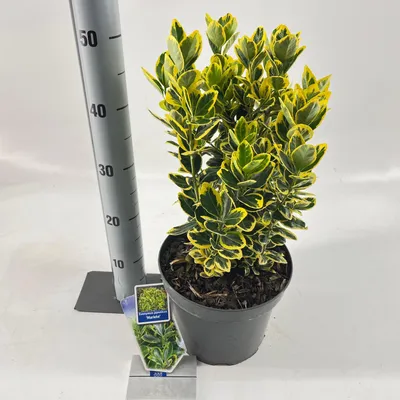 Image de Euonymus jap. 'Marieke' - fusain | 35-40 cm en pot