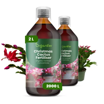 Produktbild von Weihnachtskaktus Flüssigdünger 10L – 2-1-8 NPK – Flüssigdünger Für Sukkulenten – Für Üppige Winterblüte & Gesunde Pflanzen – Organifer