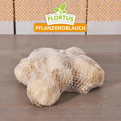 Artikelbild 5 von 'Winterpflanzknoblauch Messidor' aus der Kategorie Pflanzknoblauch