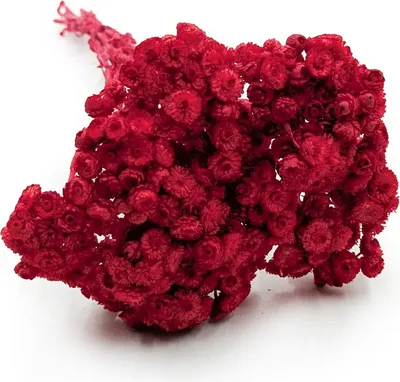 Produktbild von Getrocknetes Helichrysum - (Helichrysum italicum) - Rot