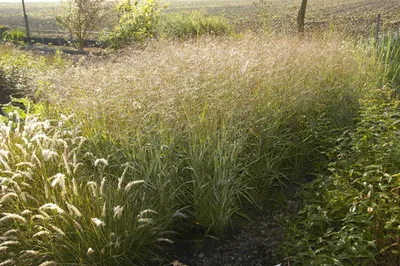 Produktbild von Panicum virgatum 'Shenandoah', Rutenhirse, rot-grün, ca. 9x9 cm Topf