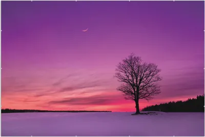 Produktbild von Wallario Wandbild Mond und Baum am Abend bei Schnee, Größe: 61 x 91,5 cm, Poster mit rahmenlosen Bildhalter