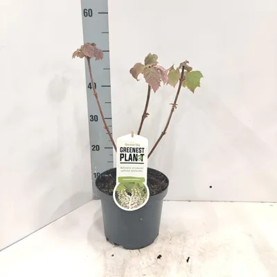 Immagine prodotto di Hydrangea quercifolia - Ortensia | 25-30 cm in vaso