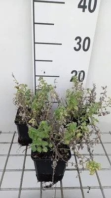 Obrázok produktu pre 6 x Nepeta faas. 'Alba' - Štipľavka mačacia - kvetináč 9 x 9 cm