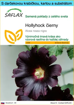 Obrázok produktu pre SAFLAX Darčeková sada - Hollyhock čierny - Alcea rosea nigra - 100 Semená - S darčekovou krabičkou, prepravným štítkom, darčekovou kartou a pestovateľským médiom