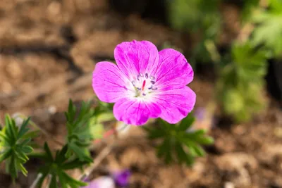 Produktbild von Geranium sanguineum 'Elsbeth', Blutstorchschnabel, pink, ca. 9x9 cm Topf
