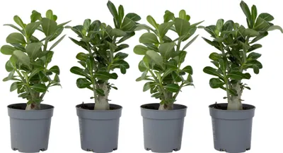Produktbild von Wüstenrose - 4 Stk - Adenium obesum - Höhe 25-40cm - ⌀11cm