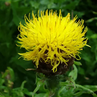 Produktbild von 6 x Riesenflockenblume - Centaurea macrocephala  | Topf 9cm x 9cm