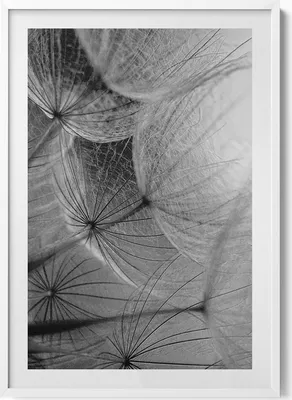 Produktbild von Schwarz-weiße Nahaufnahme einer Schmeißfliege– Wandbild mit Rahmen – Gerahmtes Bild  – Wanddekoration – 70x100 cm –  Weiß Rahmen