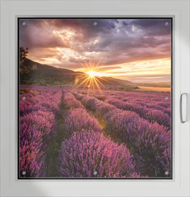 Produktbild von Wallario Lichtschutzbild, Dekorativer Sichtschutz Sonnenschutz 96 x 93 cm mit Motiv: Lavendelfeld bei Sonnenuntergang - Sonnenstrahlen - Verdunklung ohne Bohren